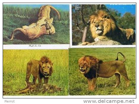 230208 Lot De 4 CPM : Felins Lions Lot Nu. 2 - Leones