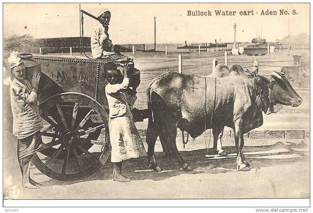 BULLOCK WATER CART -ADEN N°8 - Yémen