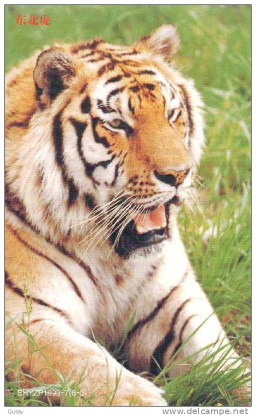 Tiger   ,   Pre-stamped Card , Postal Stationery - Rhinocéros