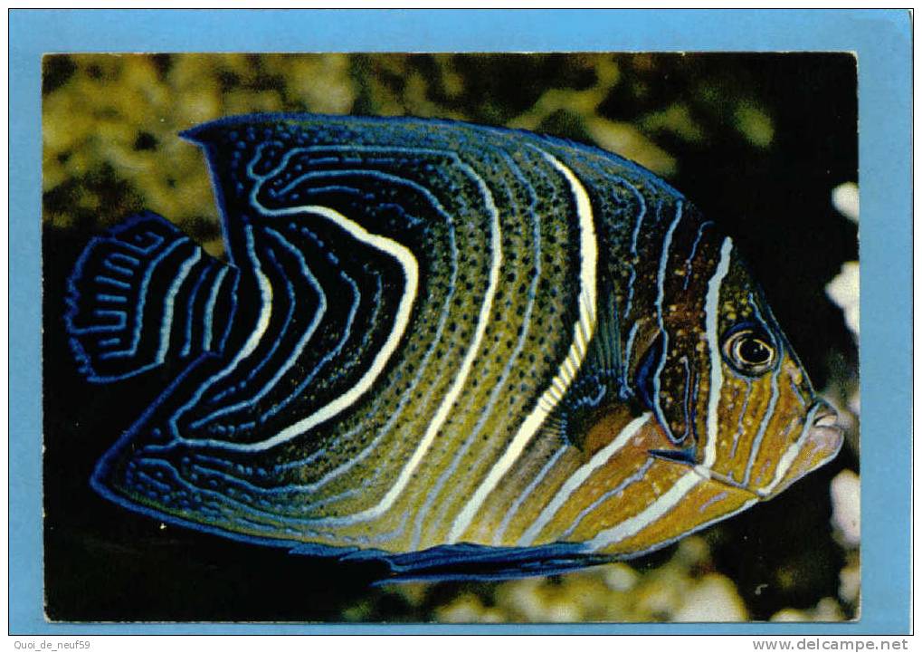 BG POIS 02 MUSEE OCEANOGRAPHIQUE DE MONACO SUPERBE CP POISSON CORAN - Poissons Et Crustacés