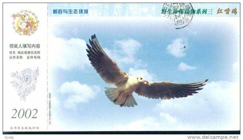 Rare Animal Species , Bird Seagull ,  Pre-stamped Card, Postal Statieonery - Gabbiani