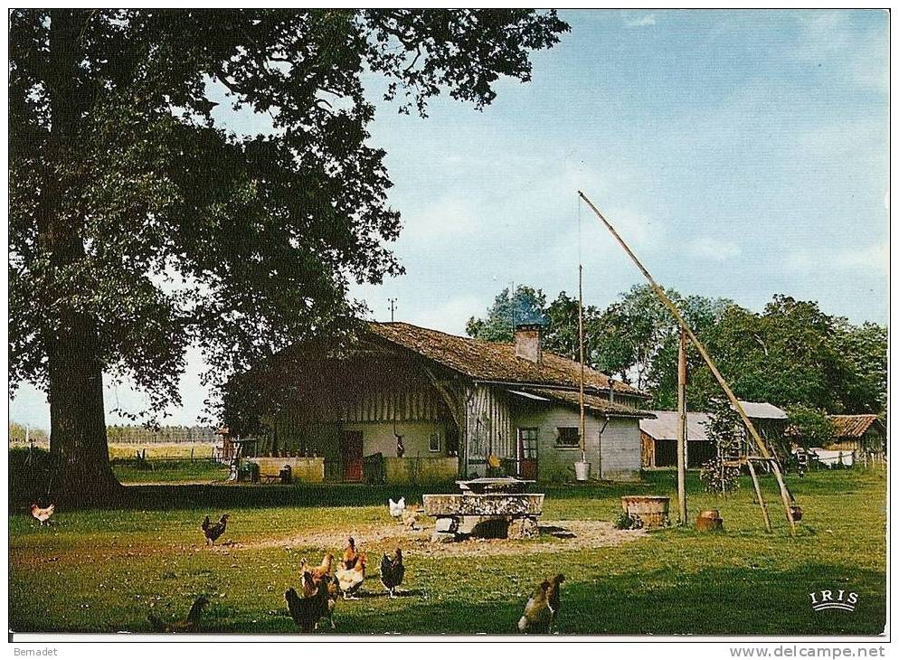 EN GASCOGNE...FERME TYPIQUE ET SON PUITS - Farms