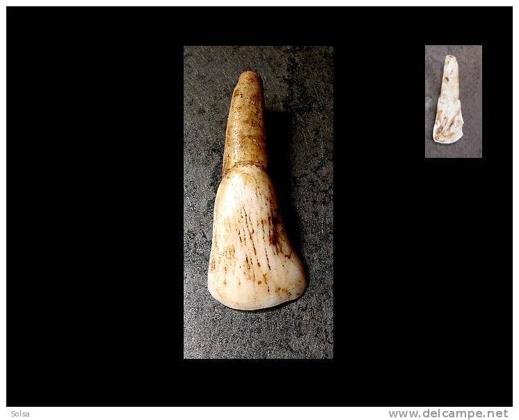 Ancienne Amulette Dent Pendentif De Chance Naga  / Old Naga Charm Tooth Amulet - Ethniques