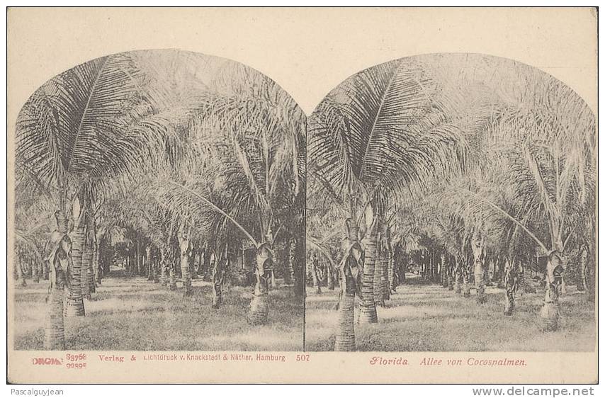 CPA STEREO FLORIDA - ALLEE VON COCOSPALMEN - Stereoscope Cards