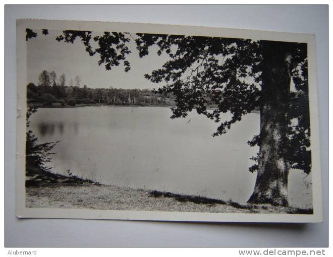 St Sauveur En Puisaye , Etang De Chassaing . C.p.photo 14x9 - Saint Sauveur En Puisaye