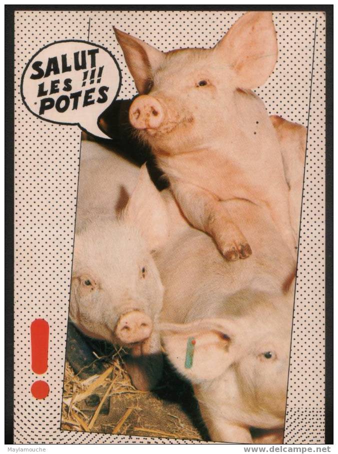 Salut Cochons - Schweine