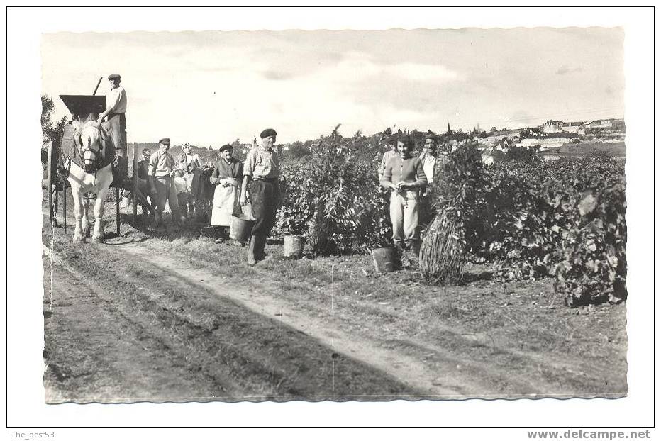 30  -  Reugny  -  Les Vendanges Sur Les Coteaux - Reugny