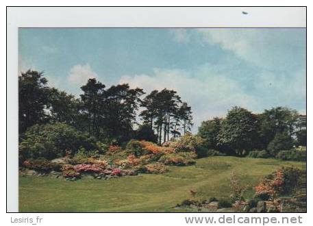 CP - -ROWALLANE - SAINTFIELD - SOME OF RHODODENDRONS AND AZALEAS IN THE SPRING GARDEN  - 1410 - Down