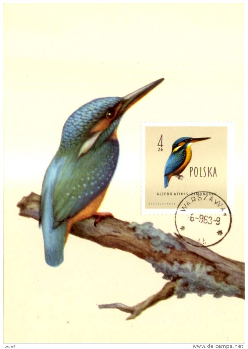 BI 06 - Maximum Card Birds, Vögel - European Kingfisher, Eisvogel (Alcedo Atthis) - Tarjetas Máxima