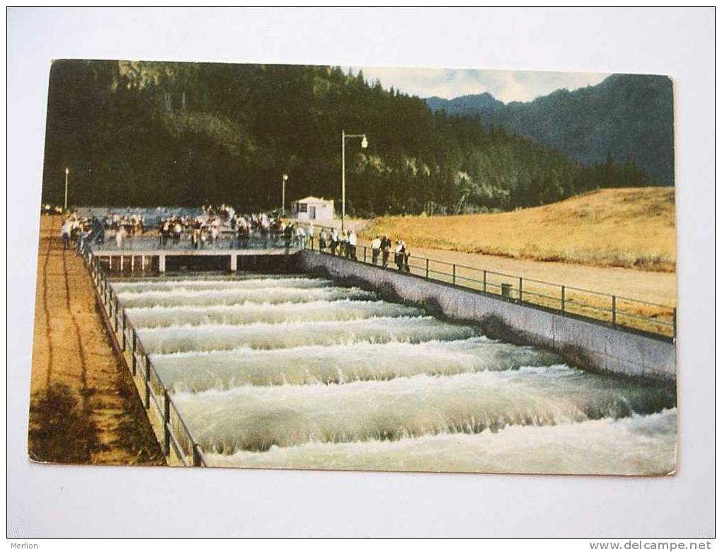 USA  -  Fish Ladders -Northwest Rivers   VF  Cca 1950-60´s  D27070 - Poissons Et Crustacés