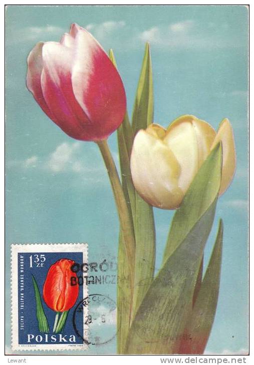 FL 08 - Maximum Card Number - Flowers, Tulip (Tulipa) - Tarjetas Máxima