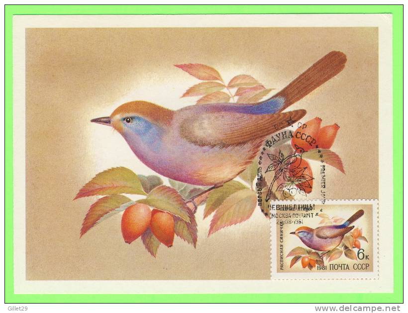 CARTE MAXIMUM - OISEAUX - BIRDS - RUSSIE - CARTES MAXIMUM 1981 - - Maximumkarten