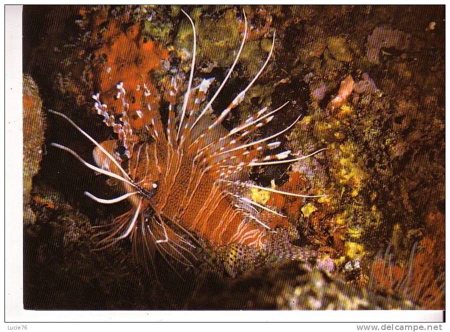 Pterois Antennata  Ou Poisson Scorpion  - DJIBOUTI - FEERIE SOUS MARINE TROPICALE - N°  15 - Poissons Et Crustacés