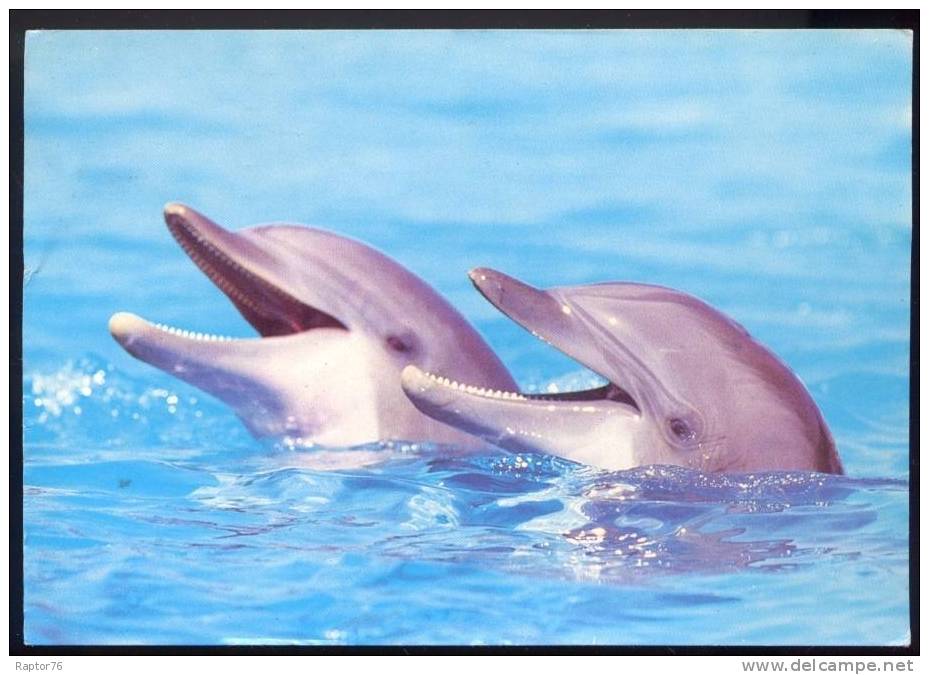 CPM  Animaux  Dauphins - Delphine