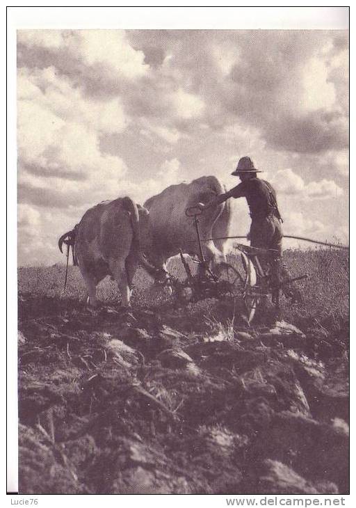 Une Scène De LABOURAGE Vers 1950 Dans Les Bouches Du Rhône - Attelage De Boeufs - Collection Sélection Reader´s Digest - Landwirtschaftl. Anbau