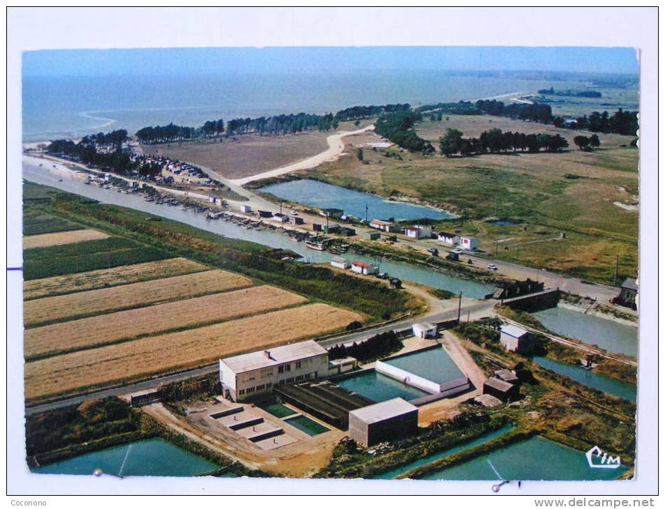 Bourgneuf En Retz - Vue Aérienne - Le Port Et Le Camping Du Collet - Bourgneuf-en-Retz