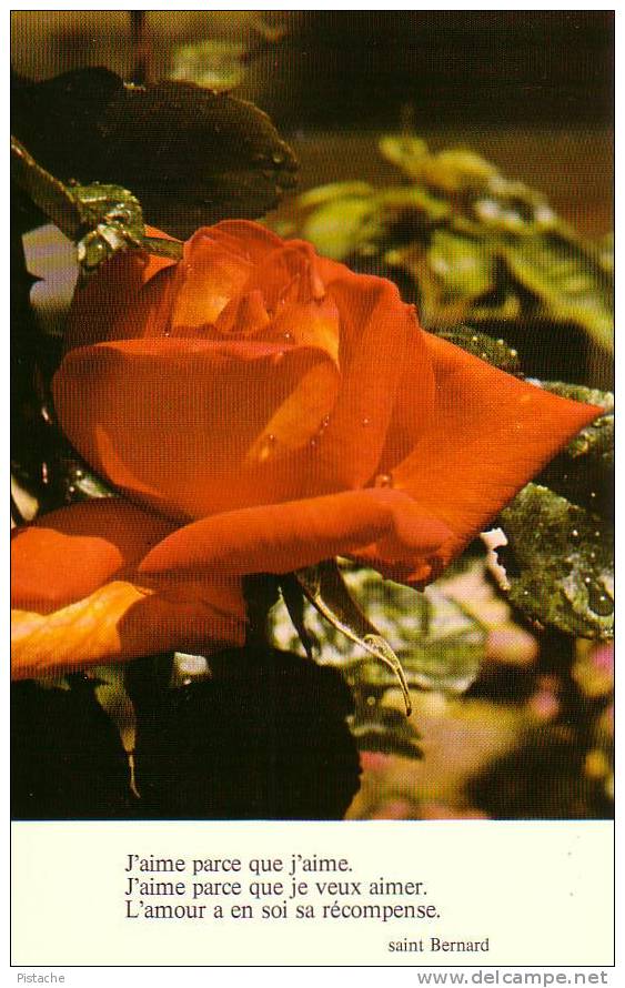 Pensée De Saint-Bernard Rose Fleur Flower Amour Love Religion   - Neuve - Philosophy