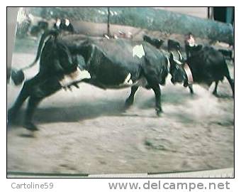 AOSTA BATTAGLIA REGINE MUCCHE BELLA SCENA N1970 U6442 - Bull