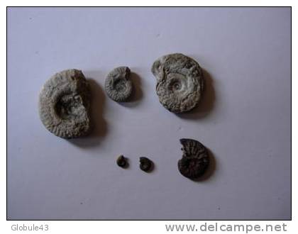 LOT DE 6 PETITES AMONITES - Fossiles