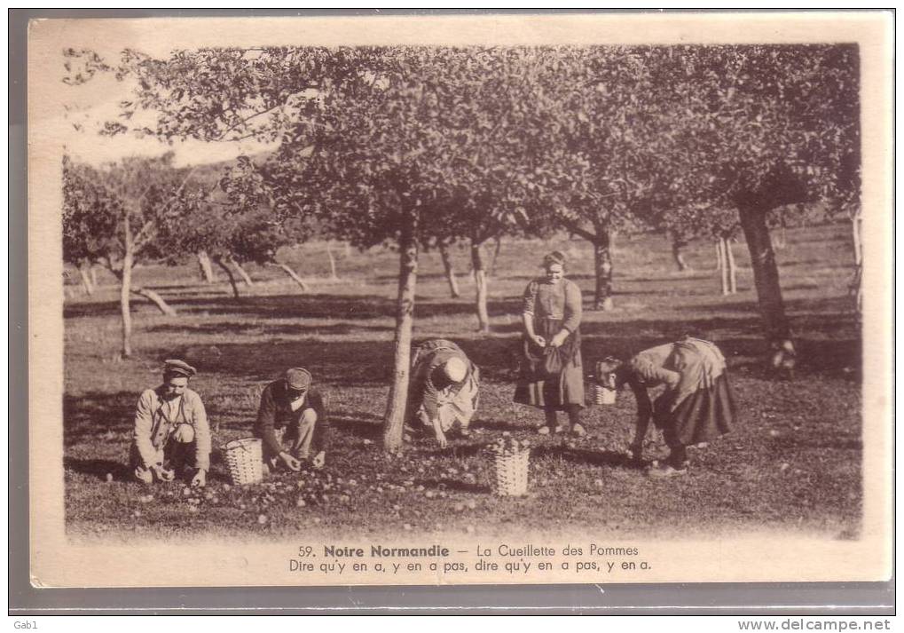 14 --- NORMANDIE - LA CEUILLETTE DES POMMES - Culturas