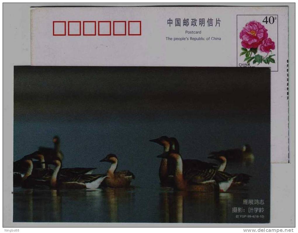 #7,Swan Goose Bird,larege Waterfowl Intering In Lake & River,China 1999 Poyanghu Lake Landscape Pre-stamped Card - Oche