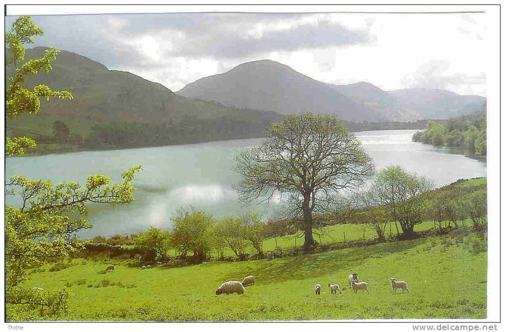 LOWESWATER - Moutons - Autres & Non Classés