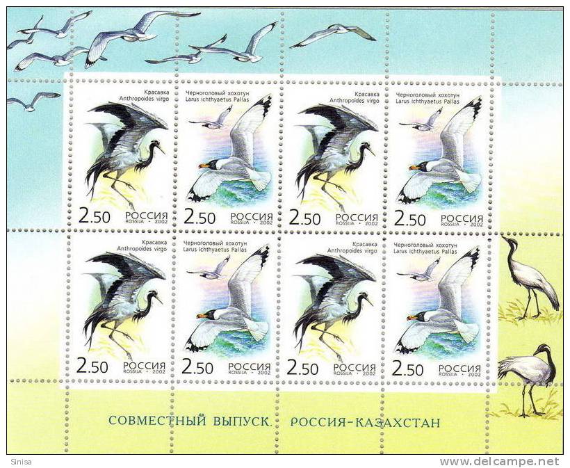 Russia / Birds KLB - Gabbiani