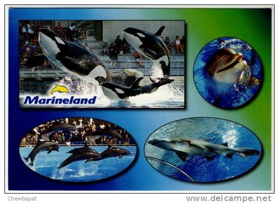 Marineland - Orque - Dauphins - Requin - Dauphins