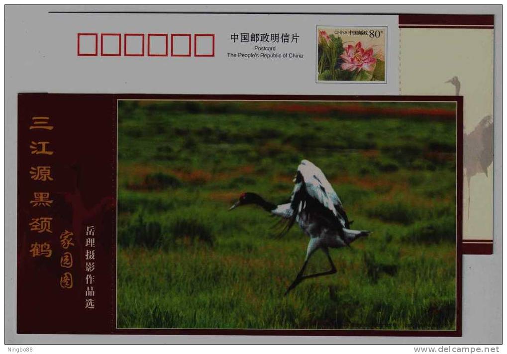 #7,Endangered Species Black-necked Crane Bird,Plateau Wetland,CN07 Longbaotan Nat'l Nature Reserve Pre-stamped Card - Grues Et Gruiformes