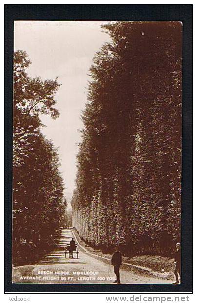 Early Real Photo Postcard Beech Hedge - Horse & Trap - Meikleour Perthshire Scotland - Ref 244 - Perthshire