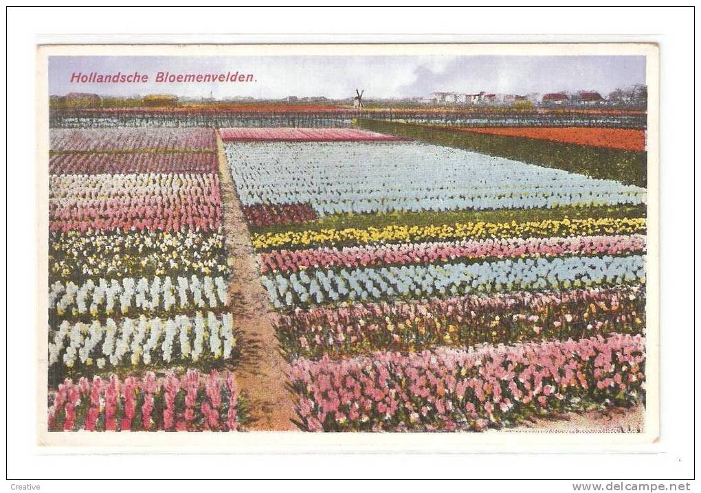 Hollandsche Bloemenvelden. Café-Restaurant DE NACHTEGAAL  LISSE  HOLLAND - Lisse