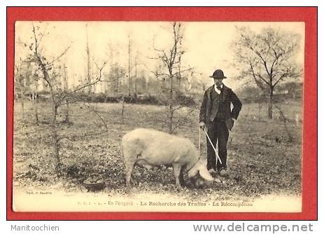 COCHON EN PERIGORD LA RECHERCHE DES TRUFFES LA RECOMPENSE - Cochons