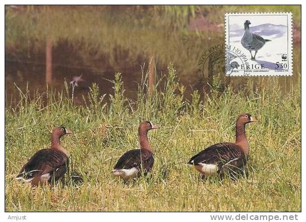 Carte Maximum, Oiseaux - Geese