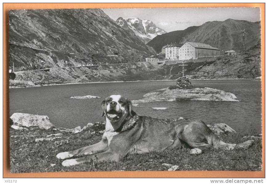 D458, Valais, Val De Bagnes, Lac Et Hospice Du Grand St. Bernard, Mont Velan, Chien Couché. 1954 Vers Zürich. - Bagnes