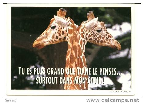 CPSM GIRAFE Tu Es Plus Grand Que Tu Ne Le Penses...surtout Dans Mon Coeur Feeling Avec Le Sourire - Giraffes