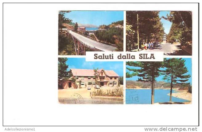 17203)cartolina Illustratoria  Località Della Sila - Catanzaro
