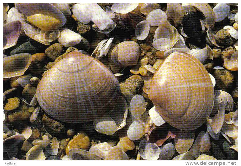 Carte Postale Coquillage Et Crustacé Trés Beau Plan - Poissons Et Crustacés