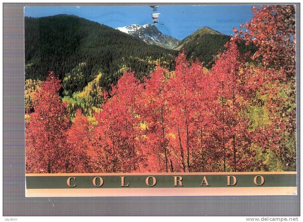 Colors Of Fall In Colorado - Altri & Non Classificati