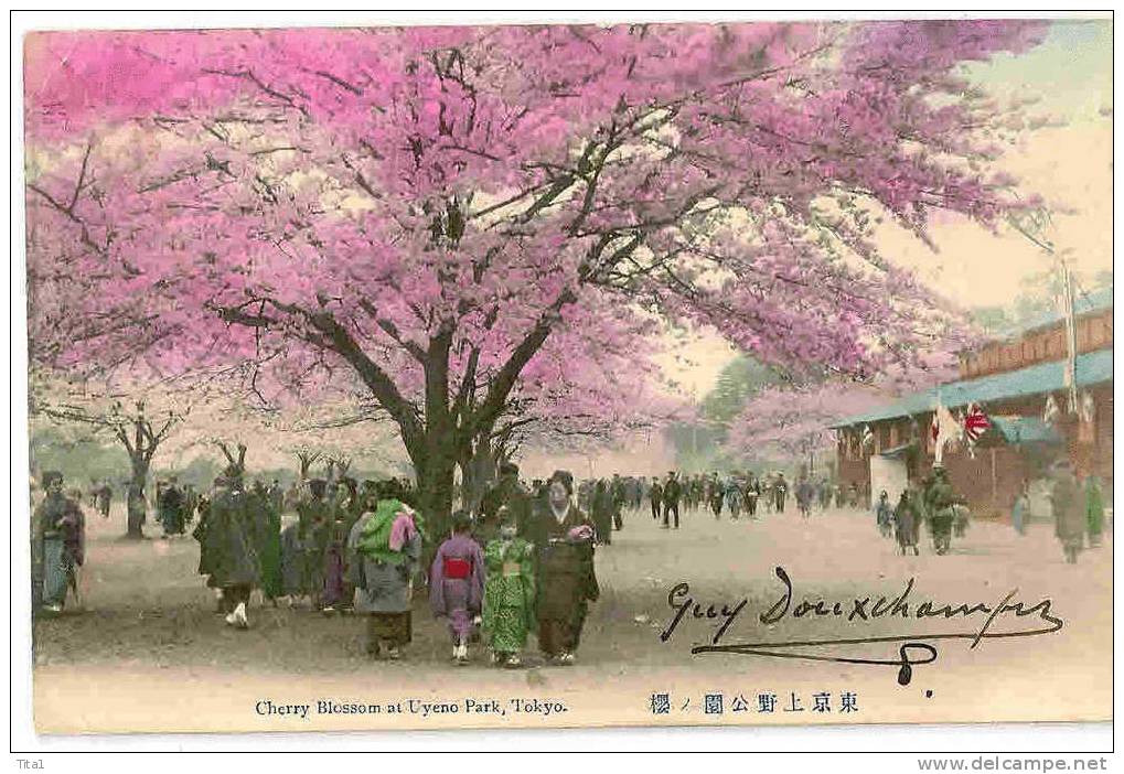 C8400 - Cherry Blossom At Uyeno Park, Tokyo - Tokio