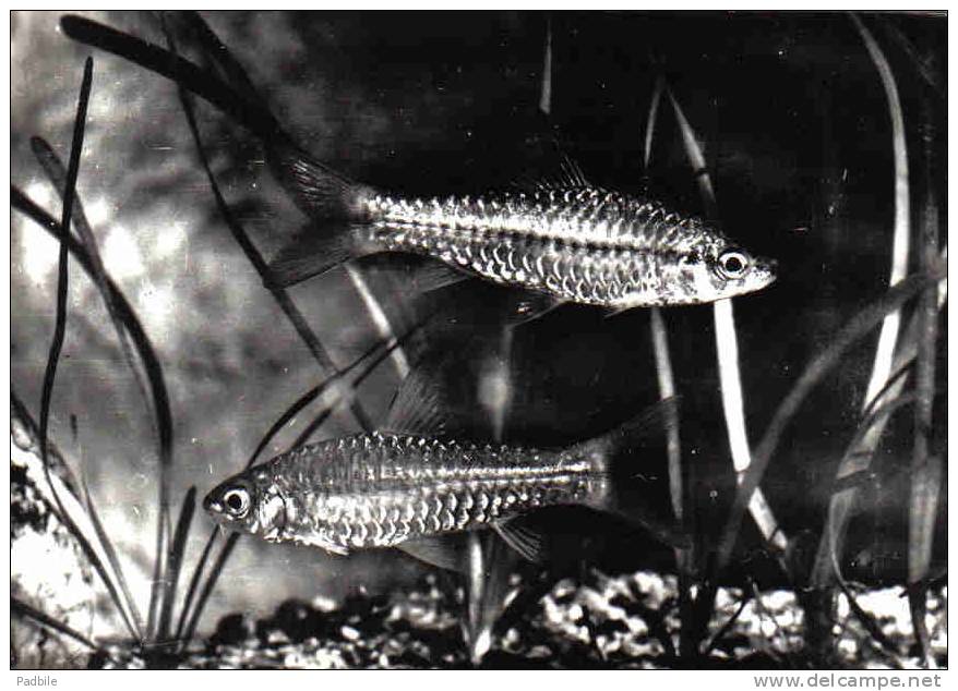 Carte Postale Poisson  Barbus Deserti D'Afrique Occidentale Trés Beau Plan - Poissons Et Crustacés