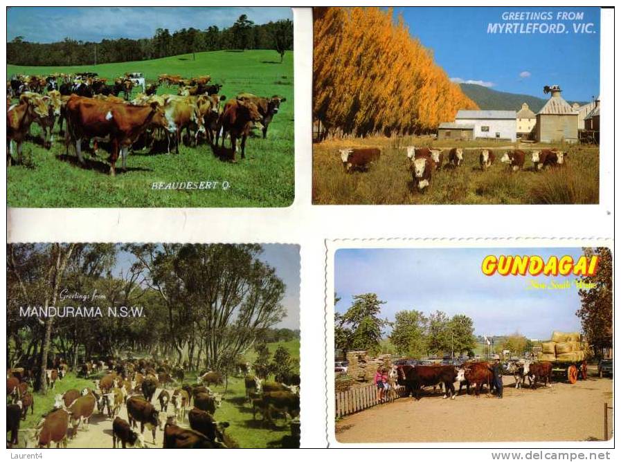 4 Carte De Vache Et Taureaux - Cow & Bull Postcards - Bull