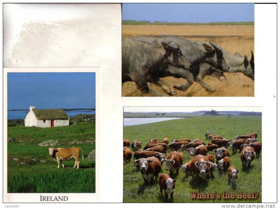 3 Carte De Vache Et Taureaux - Cow & Bull Postcards - Bull