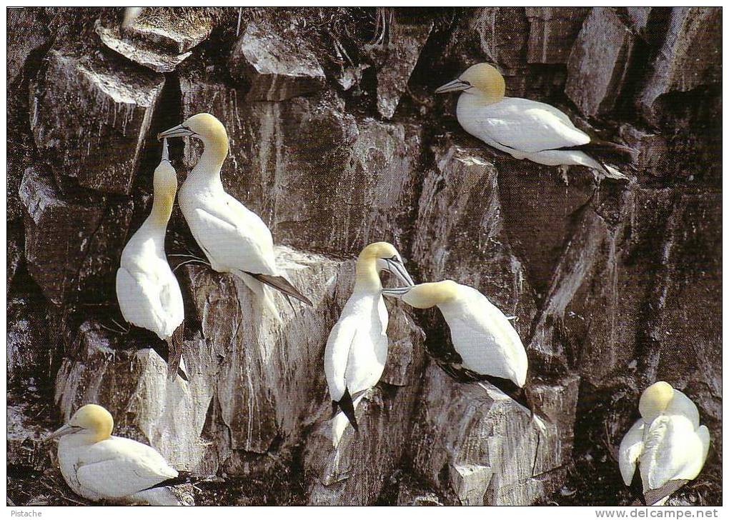 Newfoundland Labrador Cape St. Mary - Birds Oiseaux Seabirds Gannets - Neuve Mint - Andere & Zonder Classificatie