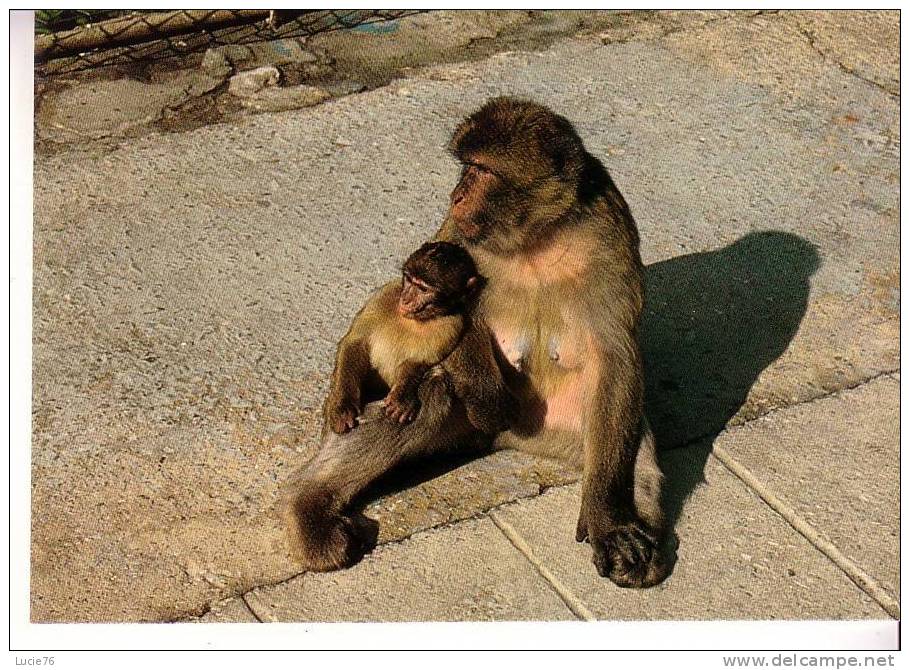 SINGES  -  GIBRALTAR  -  Mother And Baby  Apes  - N° C 49 - Monkeys