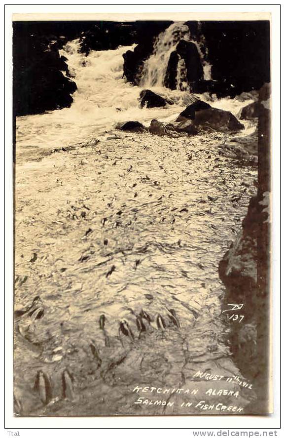 C9757 - Ketchikan, Alaska, Salmon In Fish Creek       *pêche* - Other & Unclassified