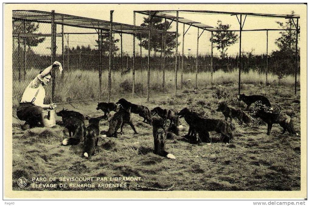 BELGIQUE  -  Parc De SEVISCOURT Par LIBRAMONT -  Elevage De Renards Argentés - Libramont-Chevigny