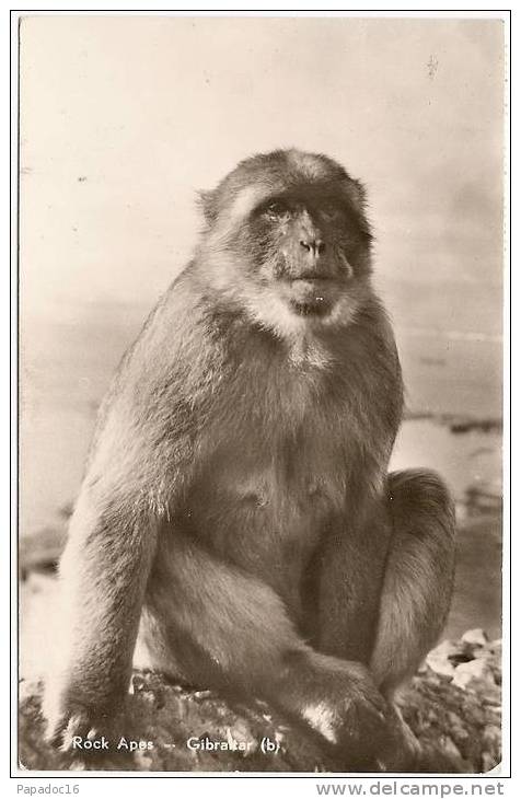 GB - Rock Apes - Gibraltar (Circulée / Circulated / Gelaufen 195?) - [macaque Berbère - Berberaffe - Barbary Macaque] - Gibraltar