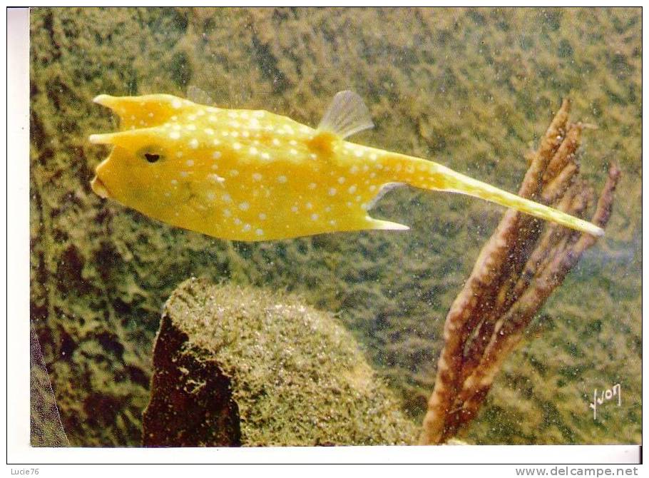 POISSON COFFRE COW FISH - Lactophrys Cornutus - Musée Océanographique De Monaco -  N°  24 048 01 - Fish & Shellfish