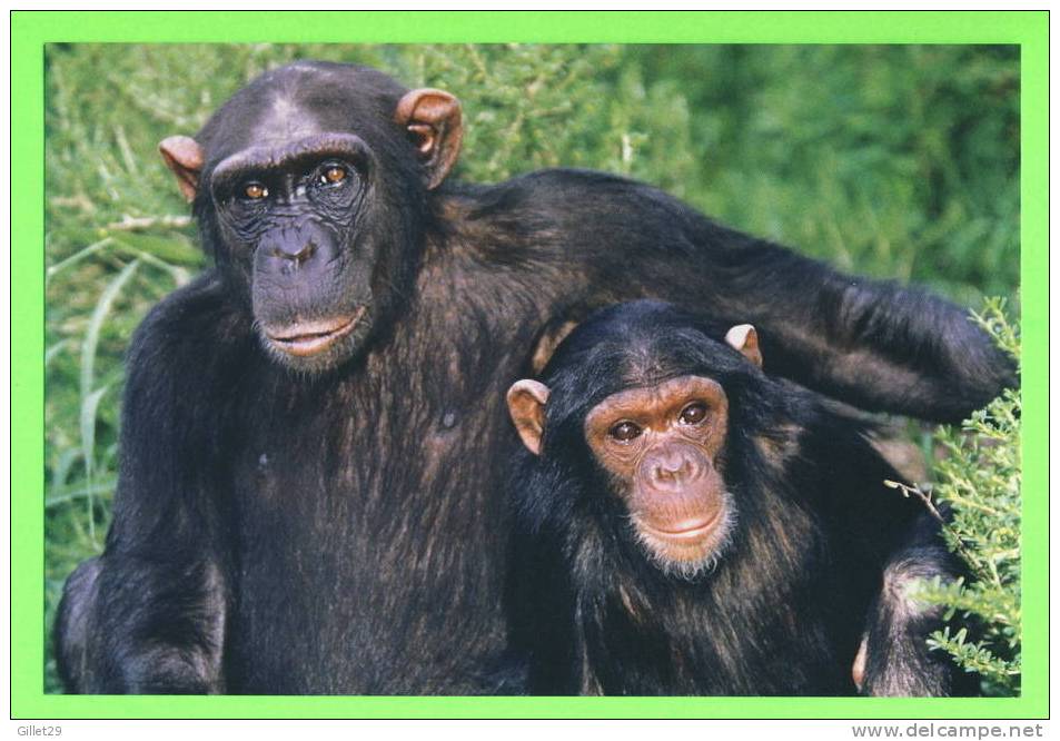 MAMAN CHIMPAZÉ  ET SON BÉBÉ - - Monkeys