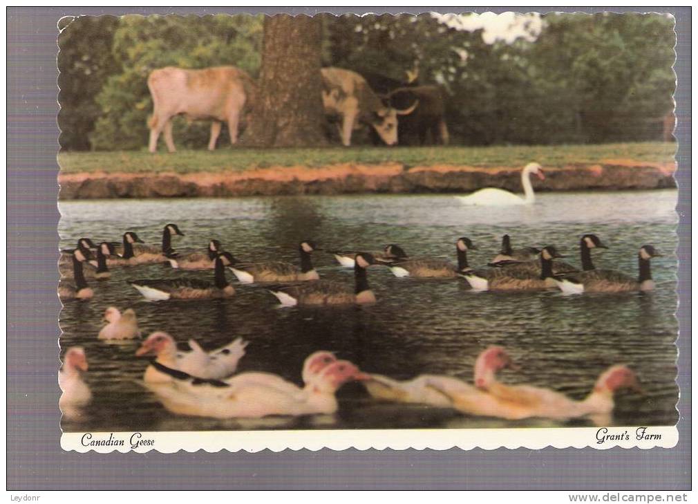 Grant's Farm - Lake And Canadian Geese, Swan And Cattle - Saint Louis, Missouri - St Louis – Missouri